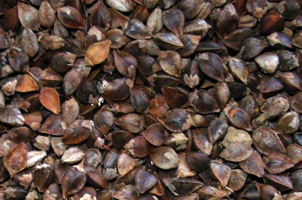 Sweet buckwheat (Fagopyrum esculentum)